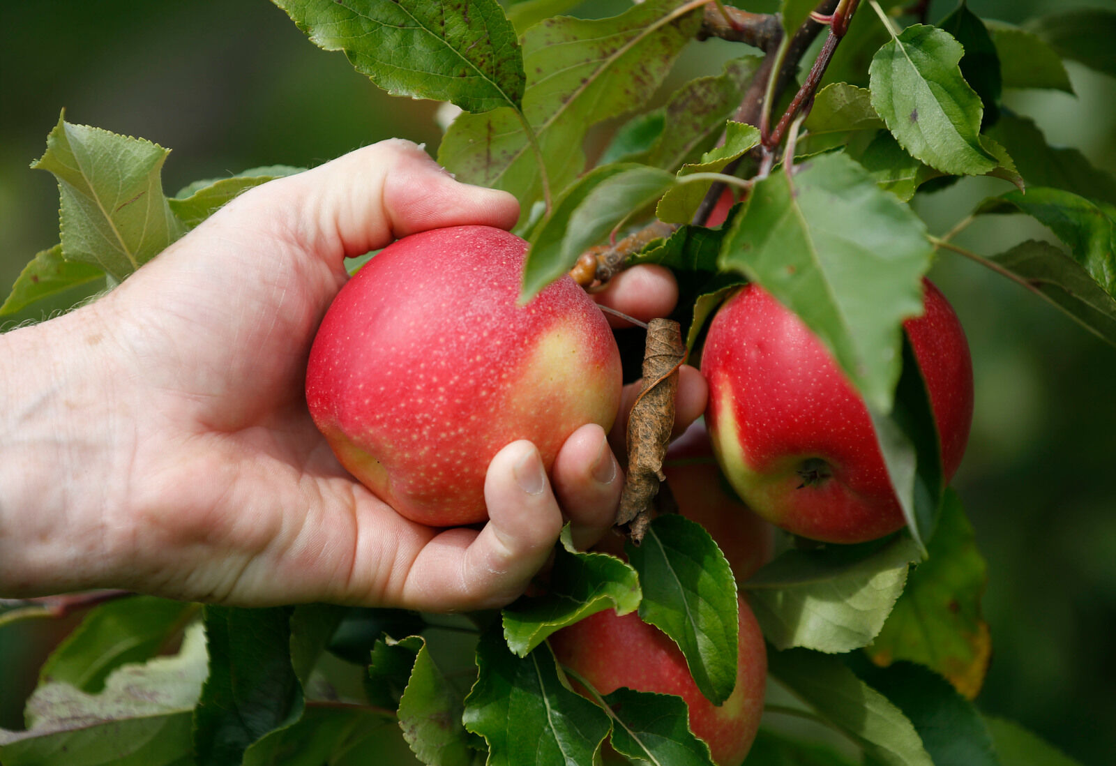 Apple picking